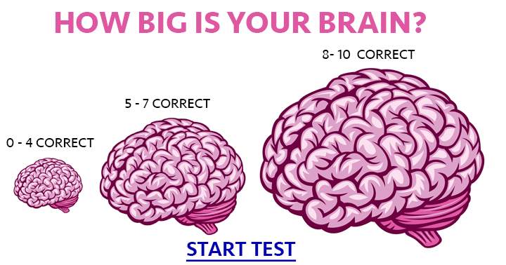 Banner for What size is your brain?